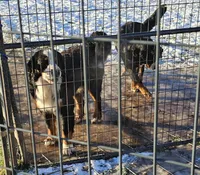 G3 merle, a female Bernedoodle for sale in Saxon, WI – Photo 6 of 10