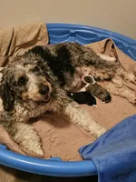 G3 merle, a female Bernedoodle for sale in Saxon, WI – Photo 3 of 10