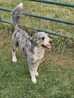 Bernadoodle, a female Bernese Mountain Dog and Bernedoodle for sale in Saxon, WI – Photo 4 of 5
