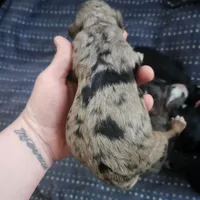 Bernadoodle, a female Bernese Mountain Dog and Bernedoodle for sale in Saxon, WI – Photo 2 of 5