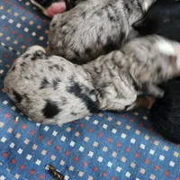 Bernadoodle, a female Bernese Mountain Dog and Bernedoodle for sale in Saxon, WI – Photo 3 of 5