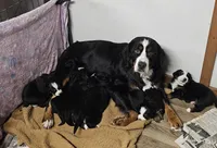 B1 AKC, a male Bernese Mountain Dog for sale in Saxon, WI – Photo 7 of 8