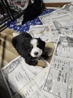 B1 AKC, a male Bernese Mountain Dog for sale in Saxon, WI – Photo 1 of 8