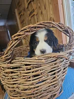 B1 AKC, a male Bernese Mountain Dog for sale in Saxon, WI – Photo 3 of 8
