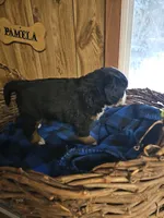 B1 AKC, a male Bernese Mountain Dog for sale in Saxon, WI – Photo 4 of 8