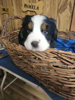 B1 AKC, a male Bernese Mountain Dog for sale in Saxon, WI – Photo 2 of 8