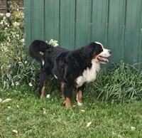B1 AKC, a male Bernese Mountain Dog for sale in Saxon, WI – Photo 8 of 8