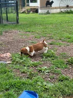 AKC BOY 3, a male Basset Hound for sale in Saxon, WI – Photo 4 of 4