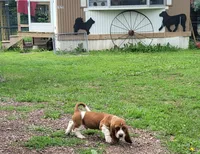 AKC BOY 3, a male Basset Hound for sale in Saxon, WI – Photo 3 of 4