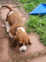 AKC BOY 3, a male Basset Hound for sale in Saxon, WI – Photo 2 of 4