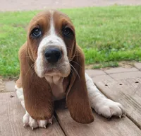 AKC BOY 3, a male Basset Hound for sale in Saxon, WI – Photo 1 of 4