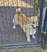 Tasha, a female Pembroke Welsh Corgi for sale in Saxon, WI – 6 of 7