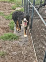 ROSE, a female Bernese Mountain Dog for sale in Saxon, WI – 2 of 3