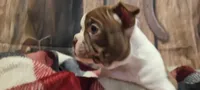 Girl#2, a female Boston Terrier for sale in Saxon, WI – Photo 3 of 9