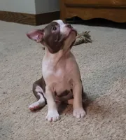 Girl#2, a female Boston Terrier for sale in Saxon, WI – Photo 1 of 9