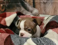Girl#2, a female Boston Terrier for sale in Saxon, WI – Photo 6 of 9