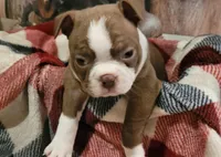 Girl#2, a female Boston Terrier for sale in Saxon, WI – Photo 4 of 9