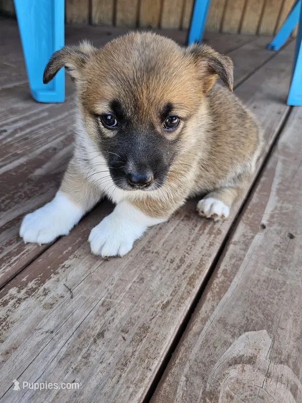 Tasha – Pembroke Welsh Corgi puppy for sale in Saxon, WI