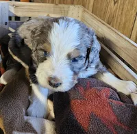 Boy #4, a female Bernese Mountain Dog for sale in Saxon, WI – 4 of 7