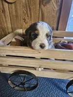 Boy #4, a female Bernese Mountain Dog for sale in Saxon, WI – 3 of 7