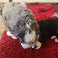 Boy #4, a female Bernese Mountain Dog for sale in Saxon, WI – 7 of 7
