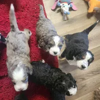 Boy #4, a female Bernese Mountain Dog for sale in Saxon, WI – 5 of 7