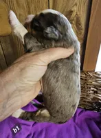 Boy #1, a female Bernese Mountain Dog for sale in Saxon, WI – Photo 4 of 4