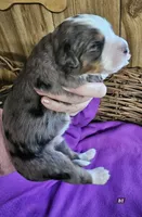 Boy #1, a female Bernese Mountain Dog for sale in Saxon, WI – Photo 2 of 4