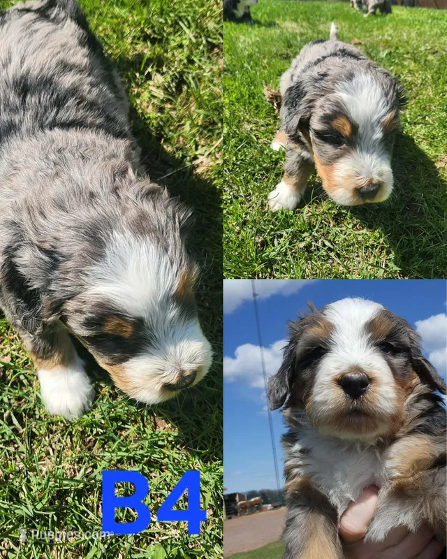 Boy #4 – Bernese Mountain Dog puppy for sale in Saxon, WI