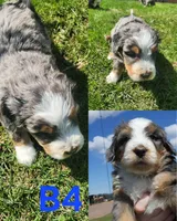 Boy #4, a female Bernese Mountain Dog for sale in Saxon, WI – 1 of 7