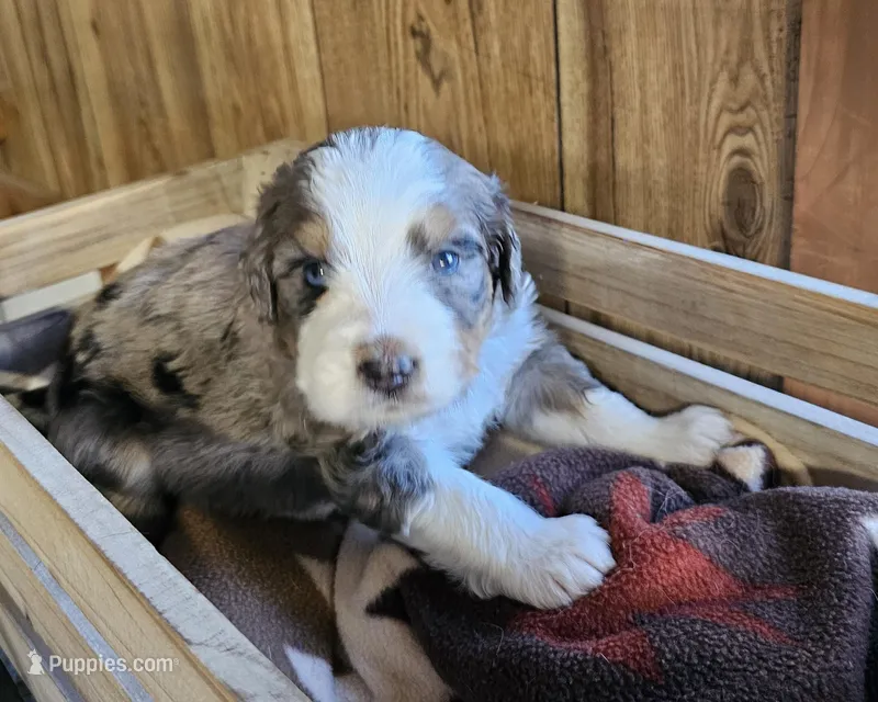 Boy #1 – Bernese Mountain Dog puppy for sale in Saxon, WI