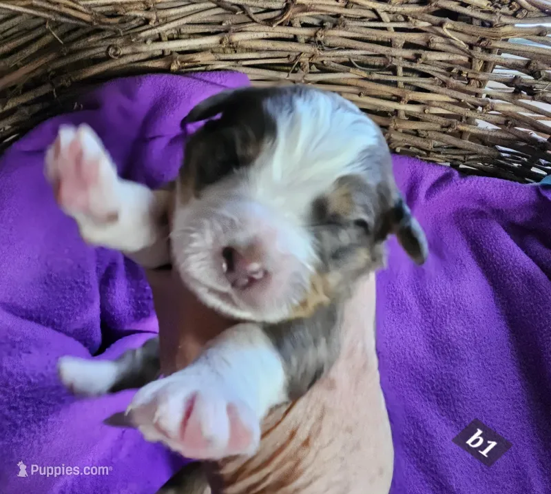 Boy #1 – Bernese Mountain Dog puppy for sale in Saxon, WI