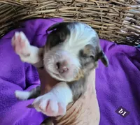 Boy #1, a female Bernese Mountain Dog for sale in Saxon, WI – Photo 1 of 4