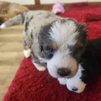Boy #4, a female Bernese Mountain Dog for sale in Saxon, WI – 6 of 7
