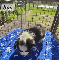 Boy 2 fluffie, a male Pembroke Welsh Corgi for sale in Saxon, WI – Photo 7 of 8