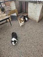 Boy 2 fluffie, a male Pembroke Welsh Corgi for sale in Saxon, WI – Photo 8 of 8