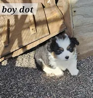 Boy 2 fluffie, a male Pembroke Welsh Corgi for sale in Saxon, WI – Photo 3 of 8