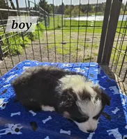 Boy 2 fluffie, a male Pembroke Welsh Corgi for sale in Saxon, WI – Photo 4 of 8