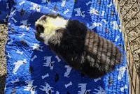 Boy 2 fluffie, a male Pembroke Welsh Corgi for sale in Saxon, WI – Photo 6 of 8