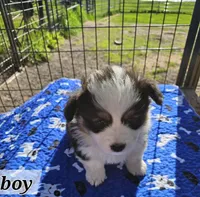 Boy 2 fluffie, a male Pembroke Welsh Corgi for sale in Saxon, WI – Photo 2 of 8