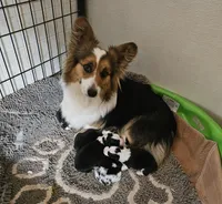 Boy 2 fluffie, a male Pembroke Welsh Corgi for sale in Saxon, WI – Photo 5 of 8
