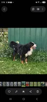 Mountain Aussie (Bruiser), a male Bernese Mountain Dog for sale in Saxon, WI – 5 of 6