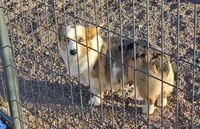 Girl#2, a female Pembroke Welsh Corgi for sale in Saxon, WI – Photo 8 of 9