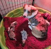 Girl#2, a female Pembroke Welsh Corgi for sale in Saxon, WI – Photo 3 of 9