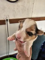 Girl#2, a female Pembroke Welsh Corgi for sale in Saxon, WI – Photo 6 of 9