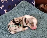 Girl#2, a female Pembroke Welsh Corgi for sale in Saxon, WI – Photo 4 of 9