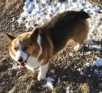 Girl#2, a female Pembroke Welsh Corgi for sale in Saxon, WI – Photo 7 of 9