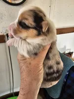 Girl#2, a female Pembroke Welsh Corgi for sale in Saxon, WI – Photo 2 of 9