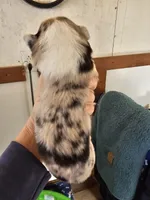 Girl#2, a female Pembroke Welsh Corgi for sale in Saxon, WI – Photo 5 of 9