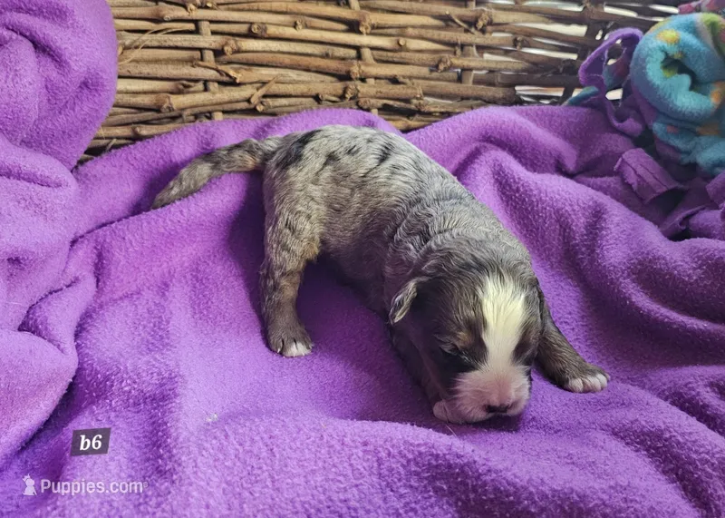 Boy #6 – Bernese Mountain Dog puppy for sale in Saxon, WI